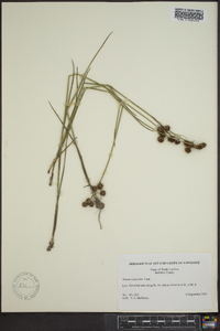 Juncus scirpoides image