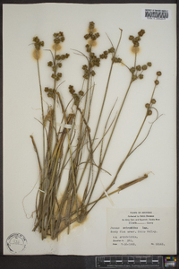 Juncus scirpoides image