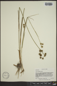 Juncus scirpoides image