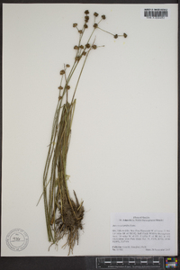 Juncus scirpoides image