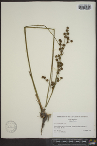 Juncus scirpoides image