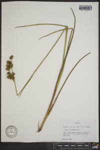 Juncus scirpoides image