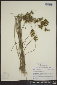 Juncus scirpoides image