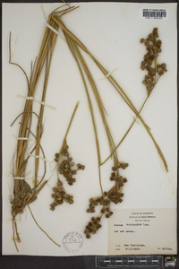 Juncus scirpoides image