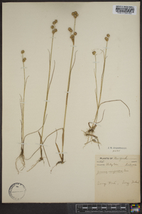 Juncus scirpoides image