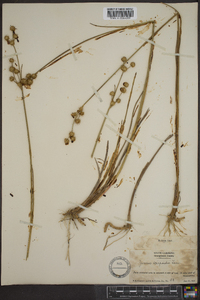 Juncus scirpoides image