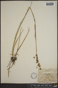 Juncus scirpoides image