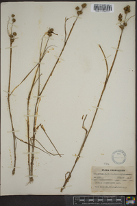 Juncus scirpoides image