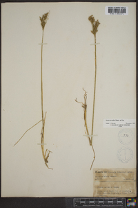 Juncus secundus image