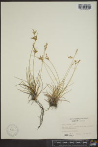 Juncus secundus image