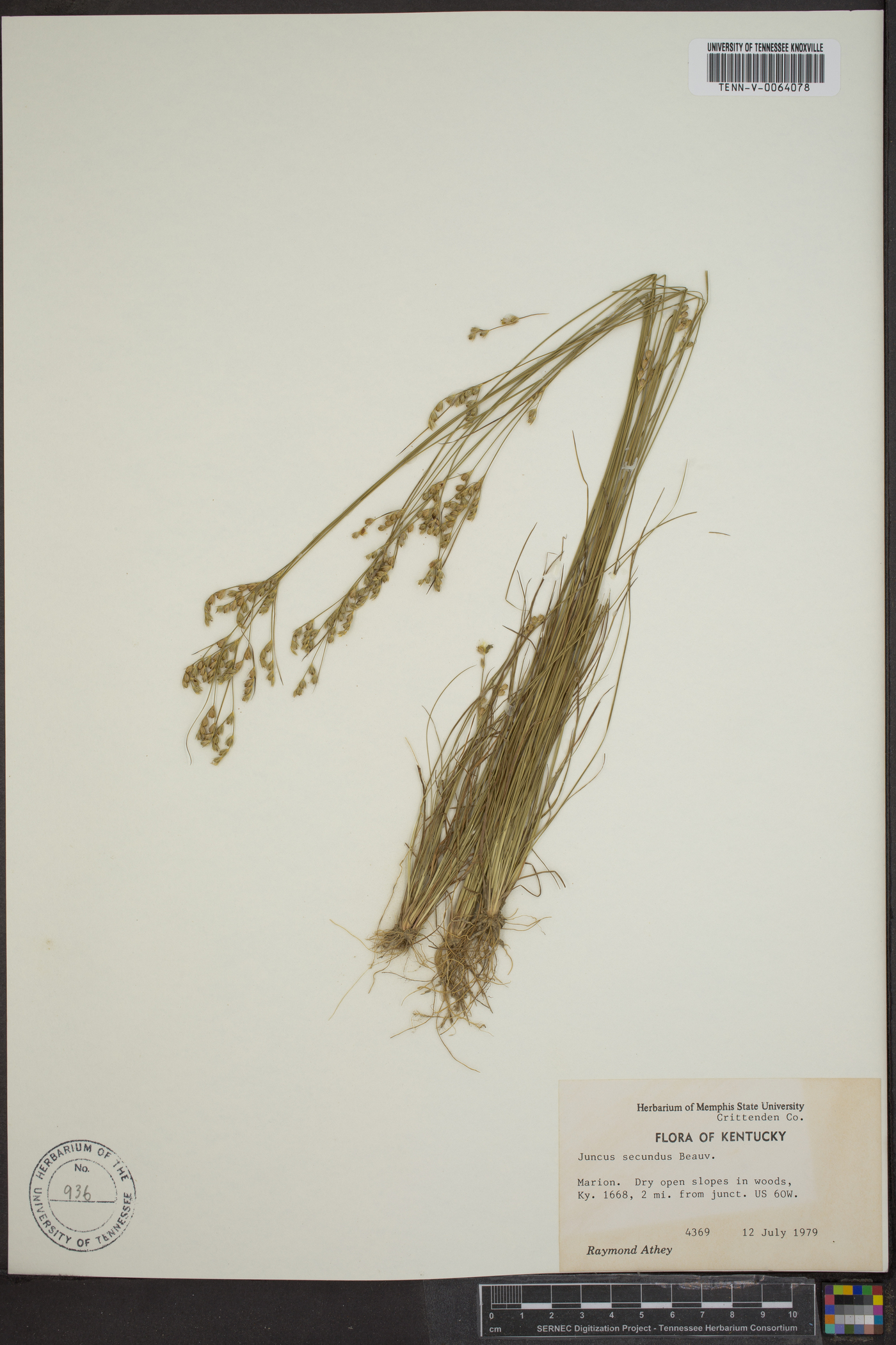 Juncus secundus image