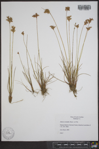 Juncus secundus image