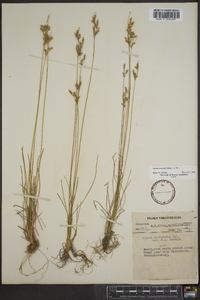 Juncus secundus image