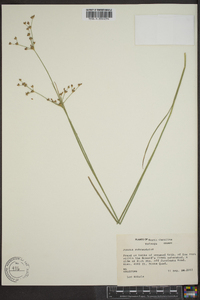 Juncus subcaudatus image