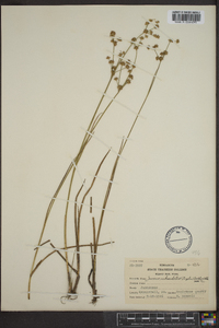 Juncus subcaudatus image