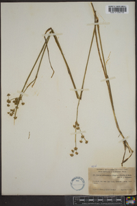 Juncus subcaudatus image