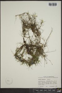 Juncus supinus image