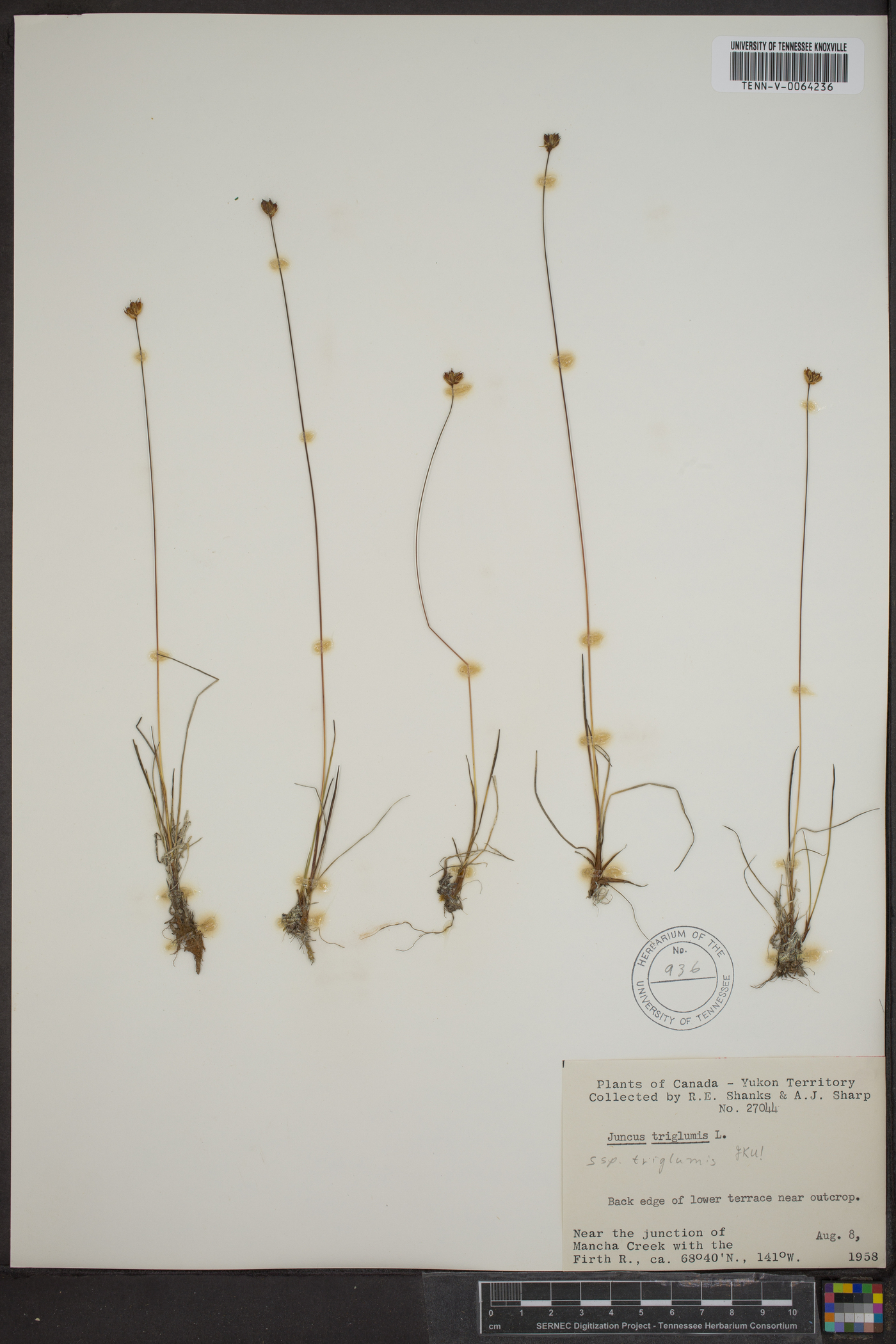 Juncus triglumis var. triglumis image