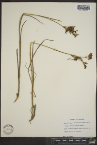 Juncus trigonocarpus image