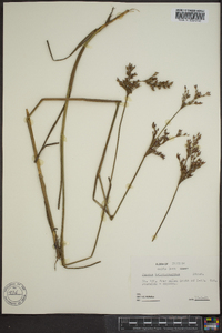 Juncus trigonocarpus image