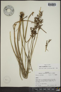 Juncus trigonocarpus image