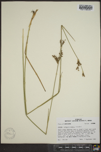 Juncus trigonocarpus image