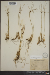 Juncus trifidus image