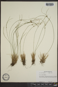 Juncus trifidus image