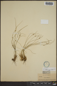 Juncus trifidus image
