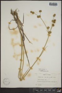 Juncus validus image