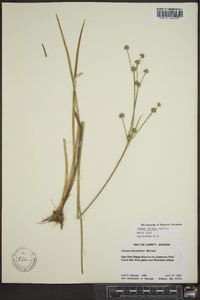 Juncus validus image