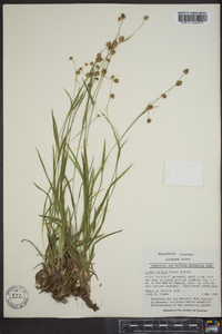 Luzula bulbosa image