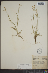 Luzula bulbosa image