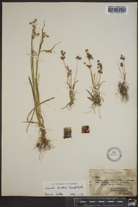 Luzula bulbosa image