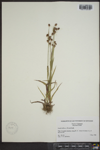 Luzula bulbosa image