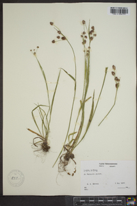 Luzula bulbosa image