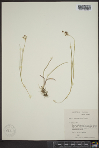 Luzula bulbosa image