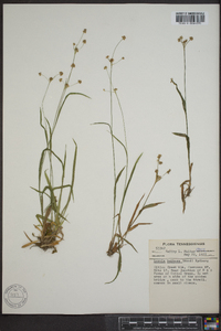 Luzula bulbosa image