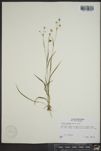 Luzula bulbosa image