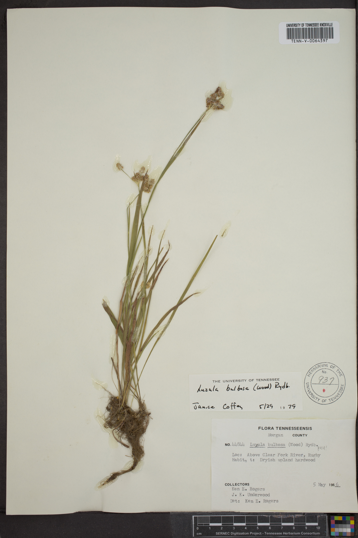 Luzula bulbosa image