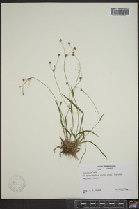 Luzula bulbosa image