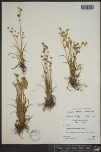 Luzula bulbosa image