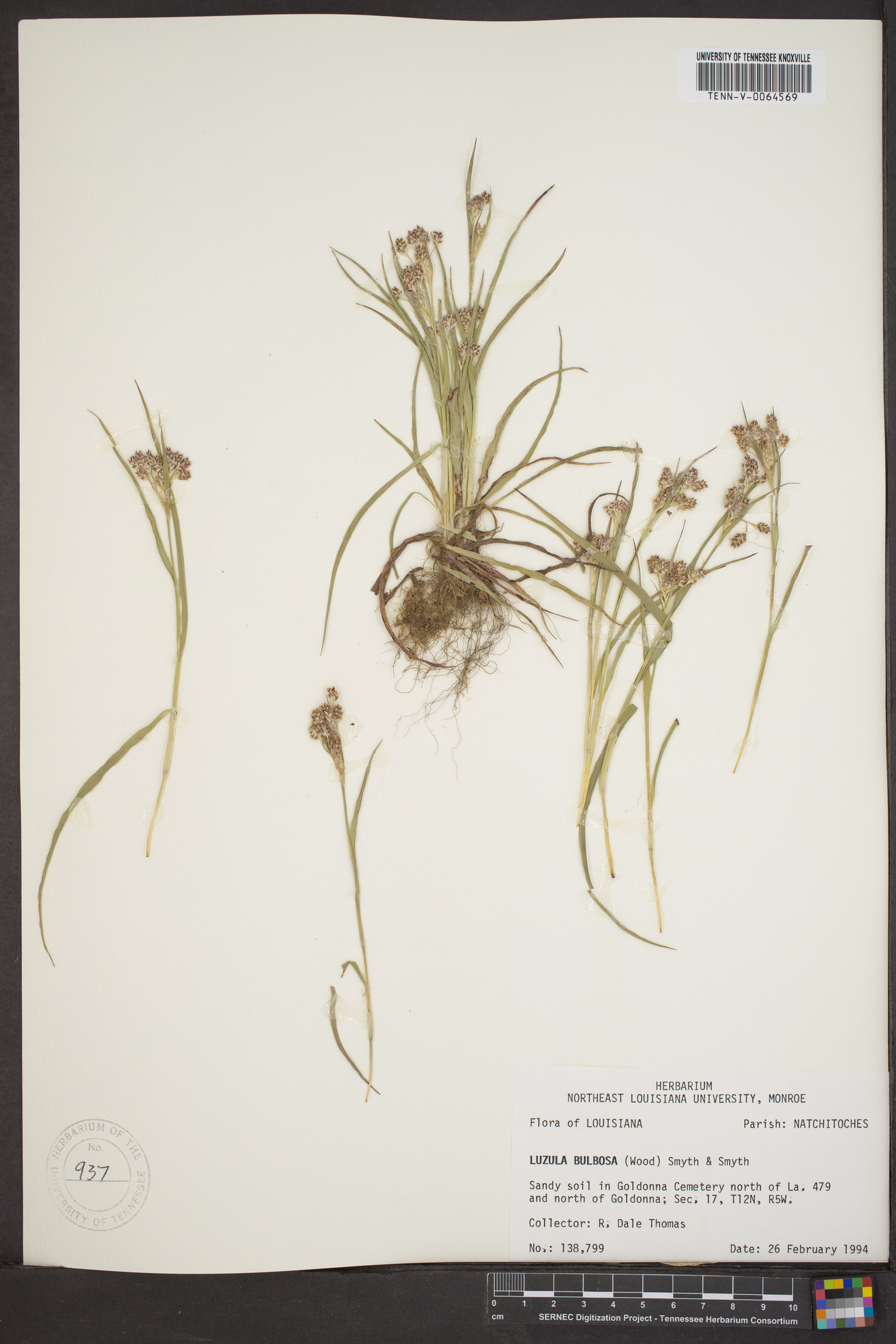Luzula bulbosa image