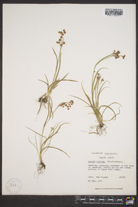 Luzula bulbosa image