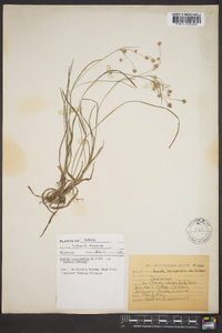 Luzula campestris var. bulbosa image