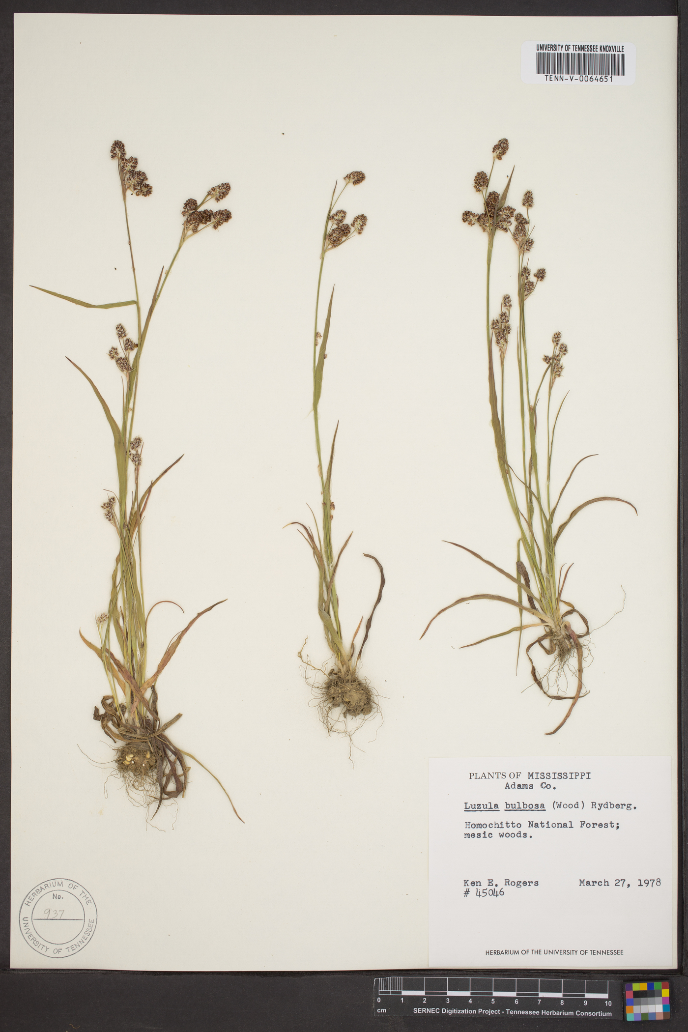 Luzula bulbosa image