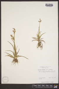 Luzula bulbosa image