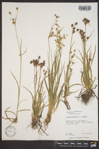 Luzula campestris var. bulbosa image