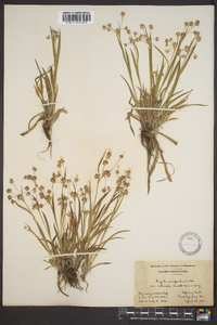 Luzula campestris var. echinata image