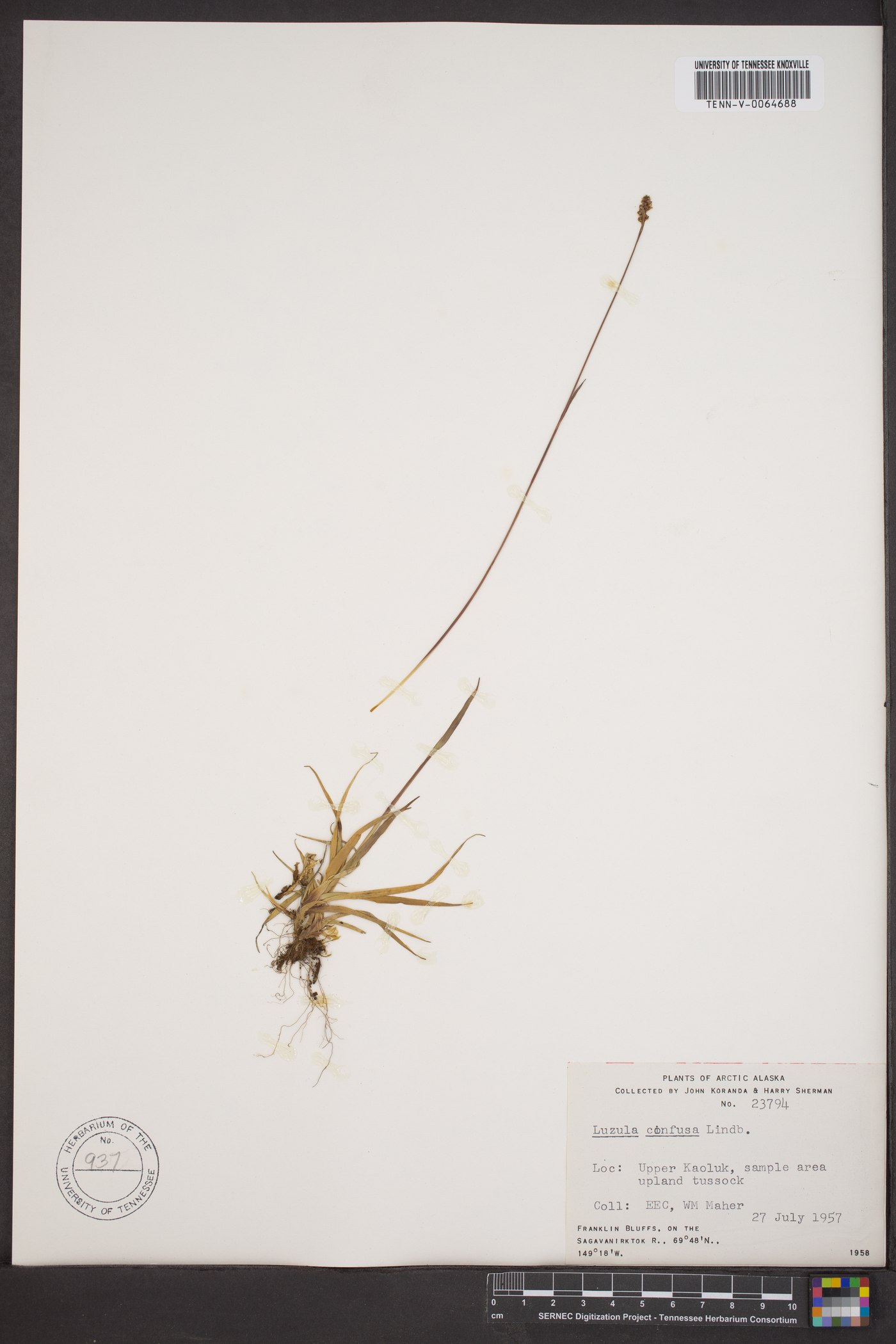 Luzula confusa image